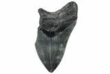 Partial, Fossil Megalodon Tooth - South Carolina #300149-1